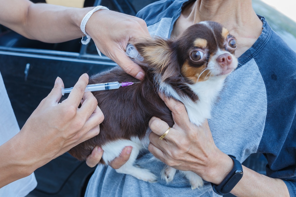 How often do dogs need rabies shots? Comprehensive guide