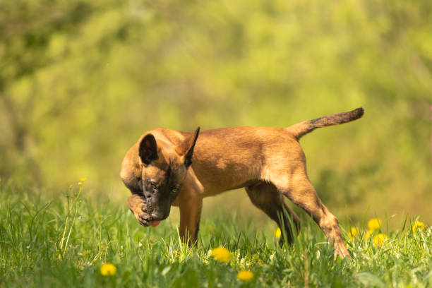 Stop Dog Licking Paws Allergies