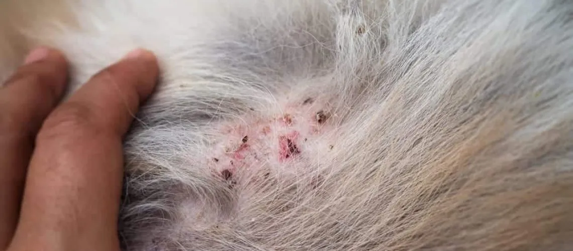 What A Flea Bite Looks Like On A Dog? Preventing Them On Dog - Route 66 ...